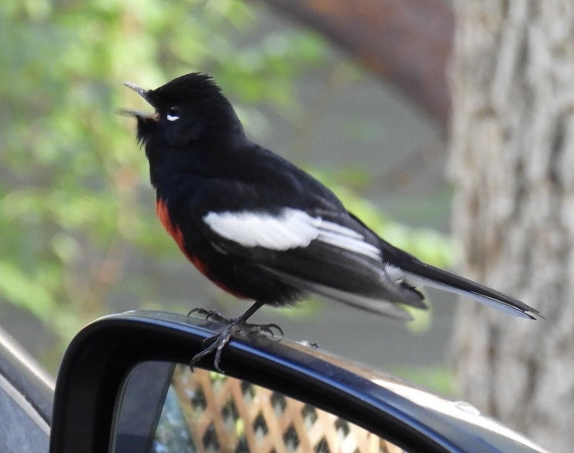 Painted Redstart - ML624114591