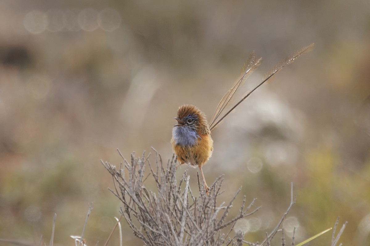 Southern Emuwren - ML624114600