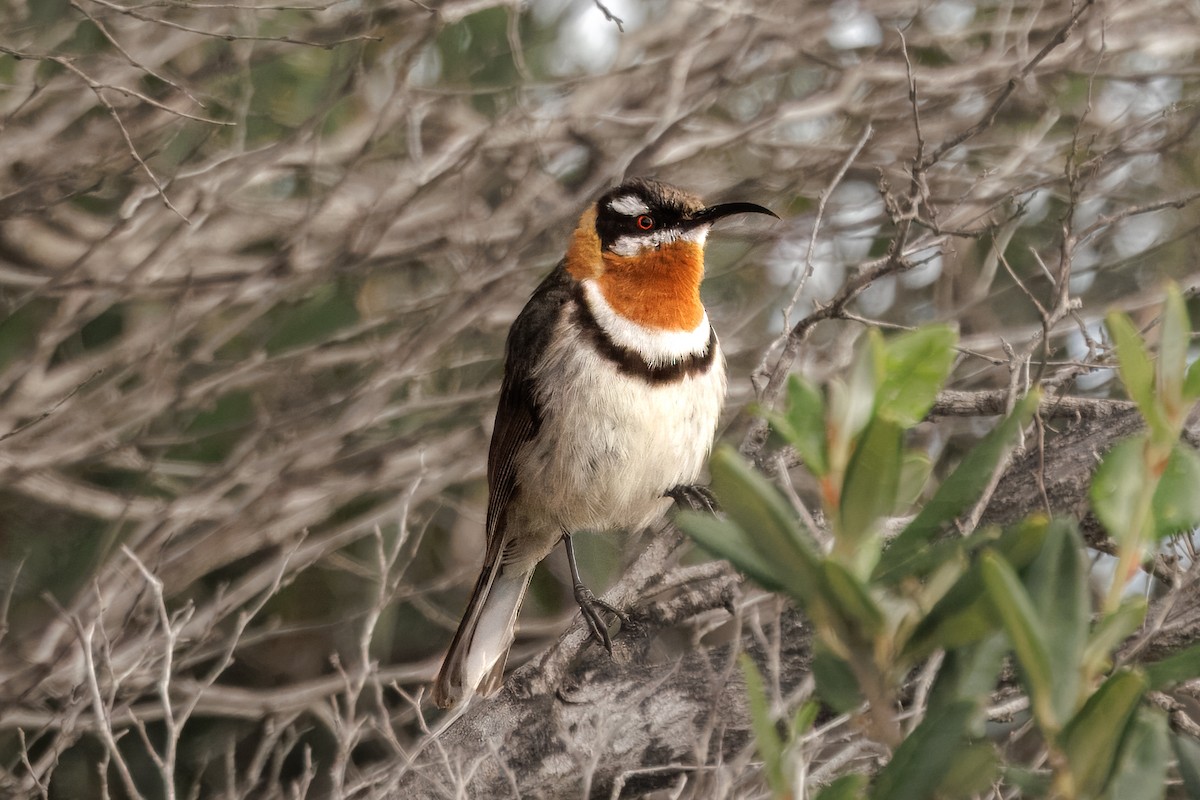 Western Spinebill - ML624114601