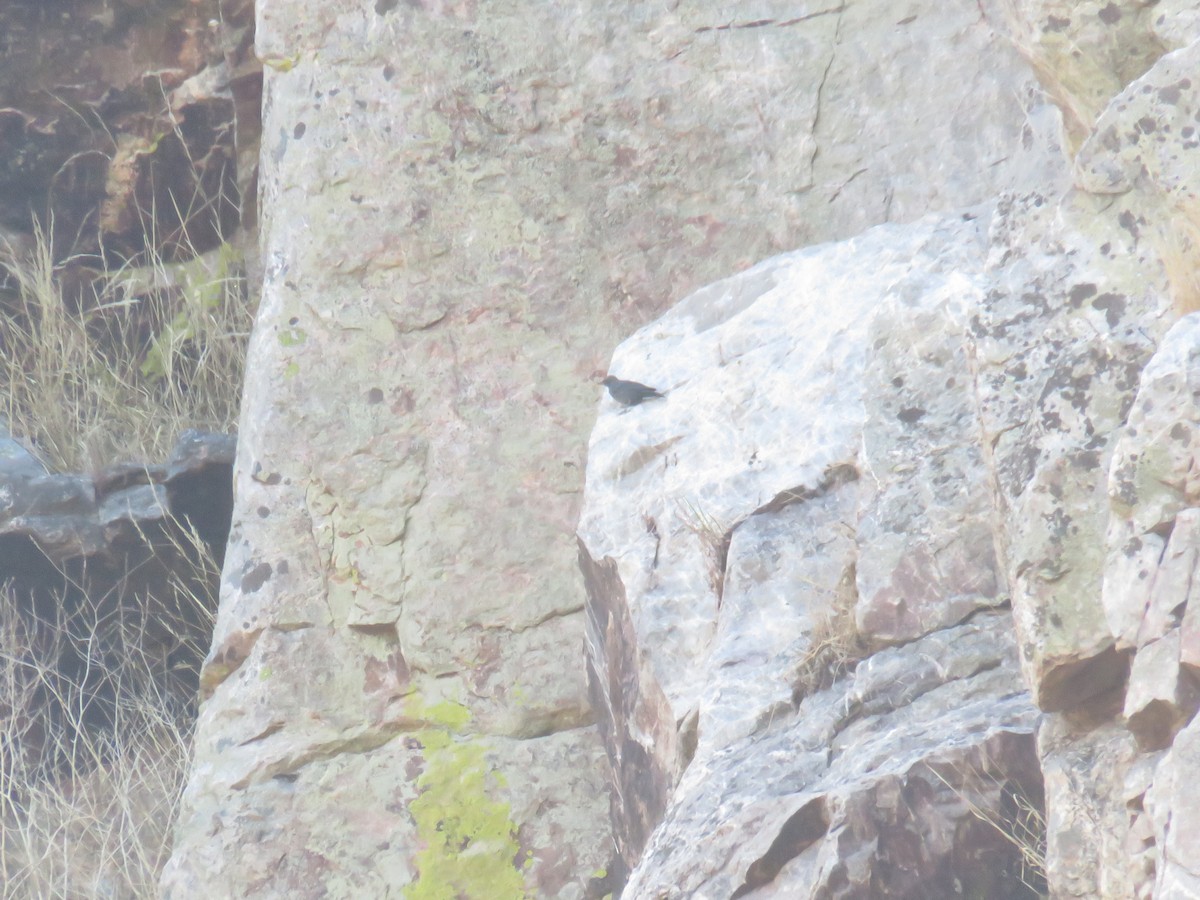 Blue Rock-Thrush - Miguel  Berkemeier