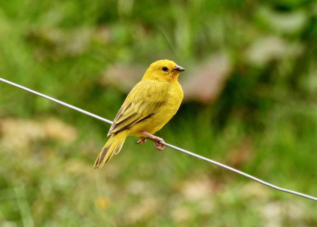 Saffron Finch - ML624114635