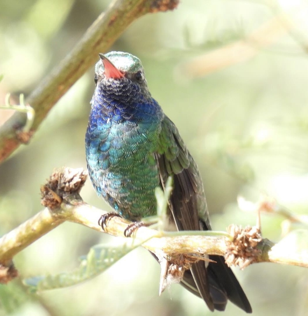 Broad-billed Hummingbird - ML624114642