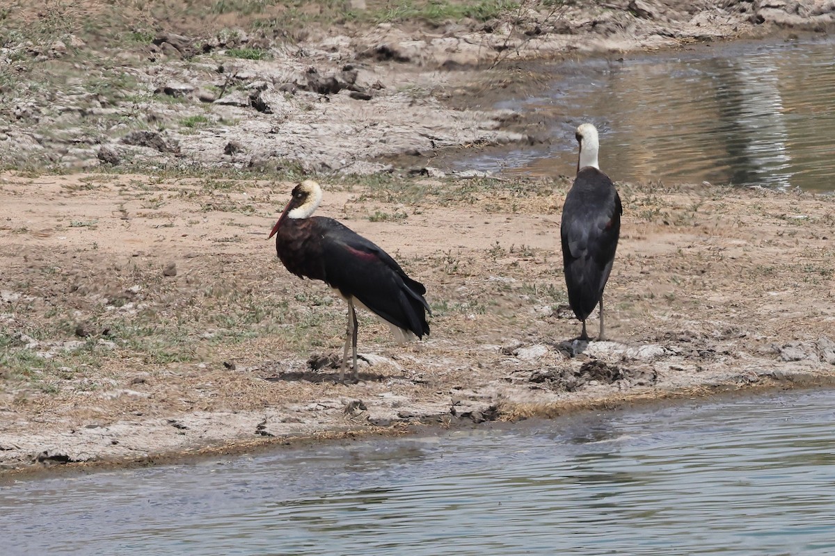 African Woolly-necked Stork - David Disher