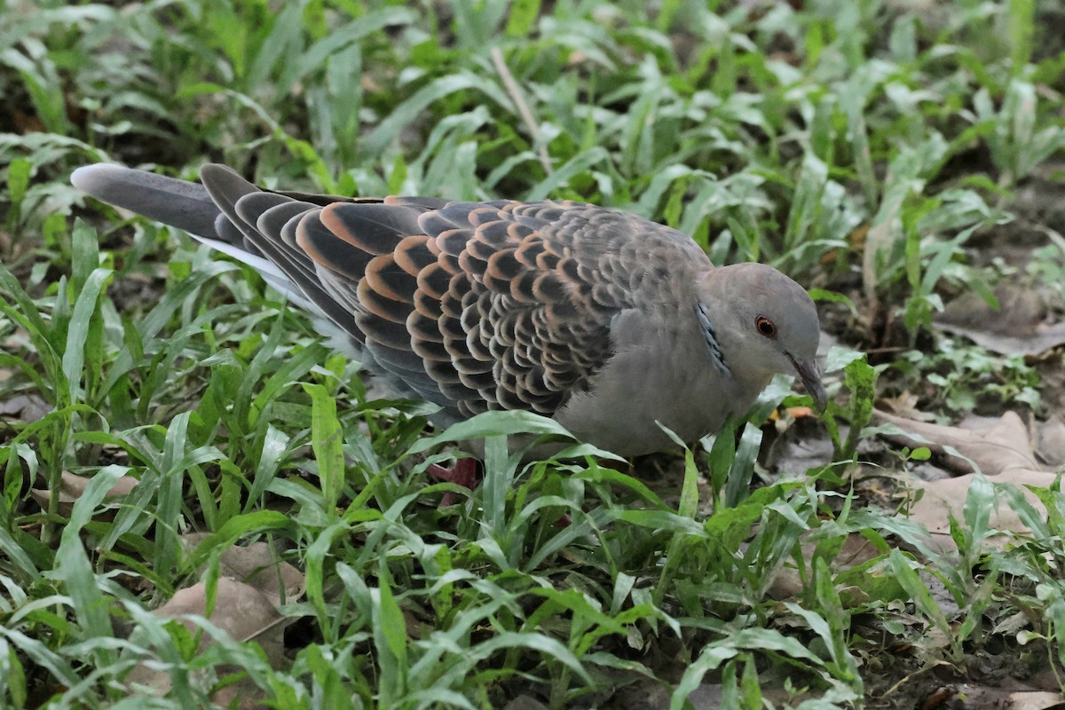 Oriental Turtle-Dove - ML624114708