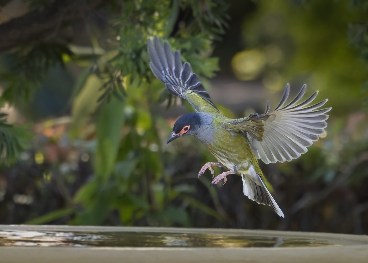 Australasian Figbird - ML624114709