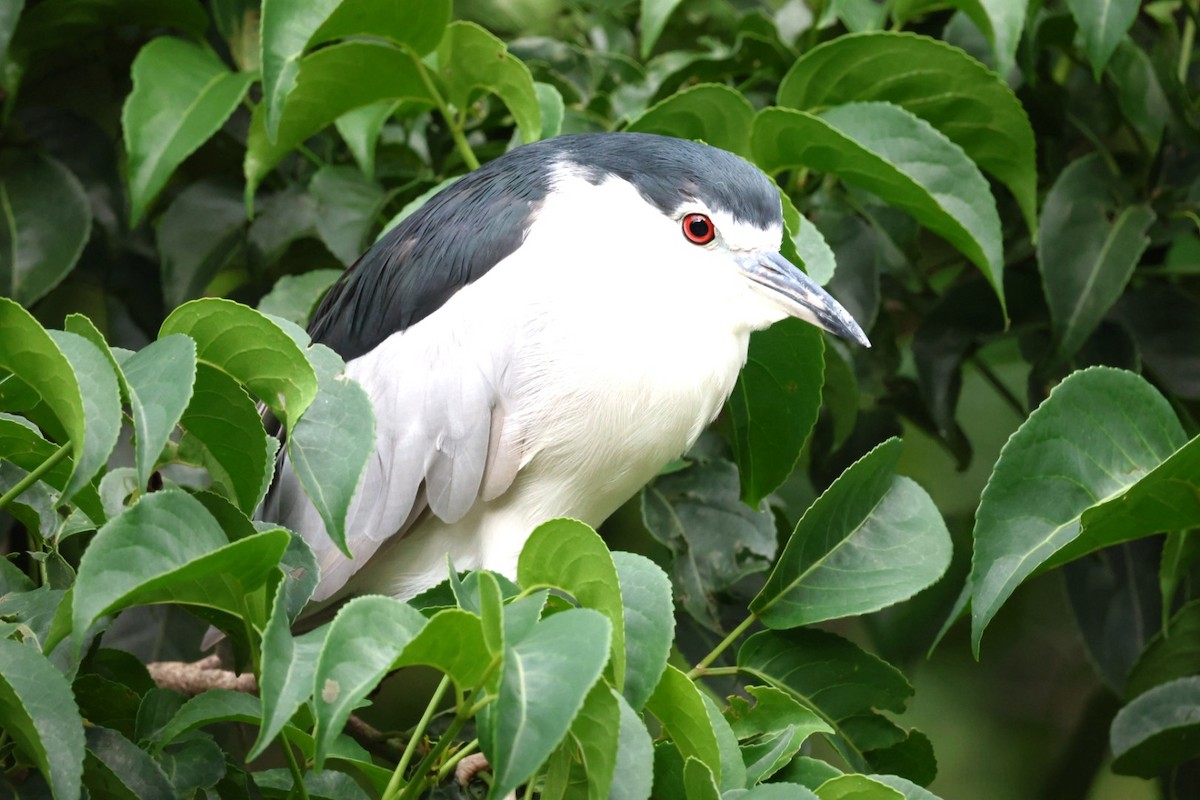 Black-crowned Night Heron - Eric Heijs