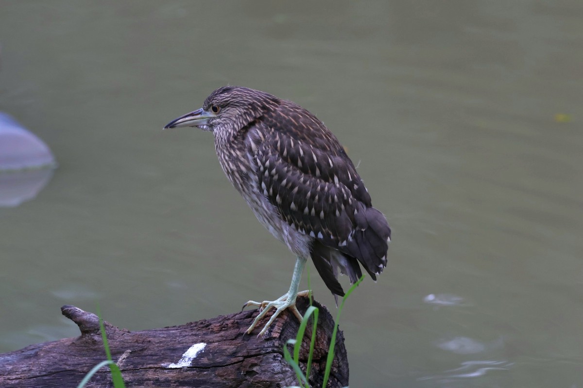 Black-crowned Night Heron - ML624114730