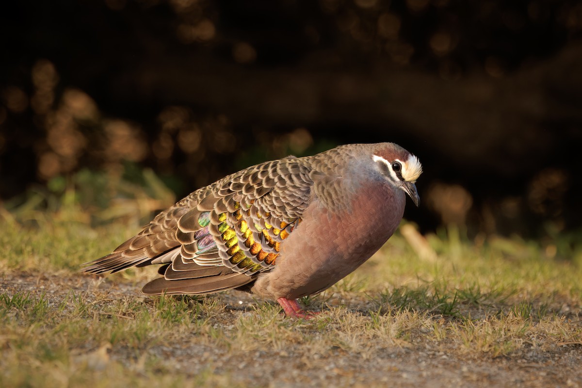 Common Bronzewing - ML624114732