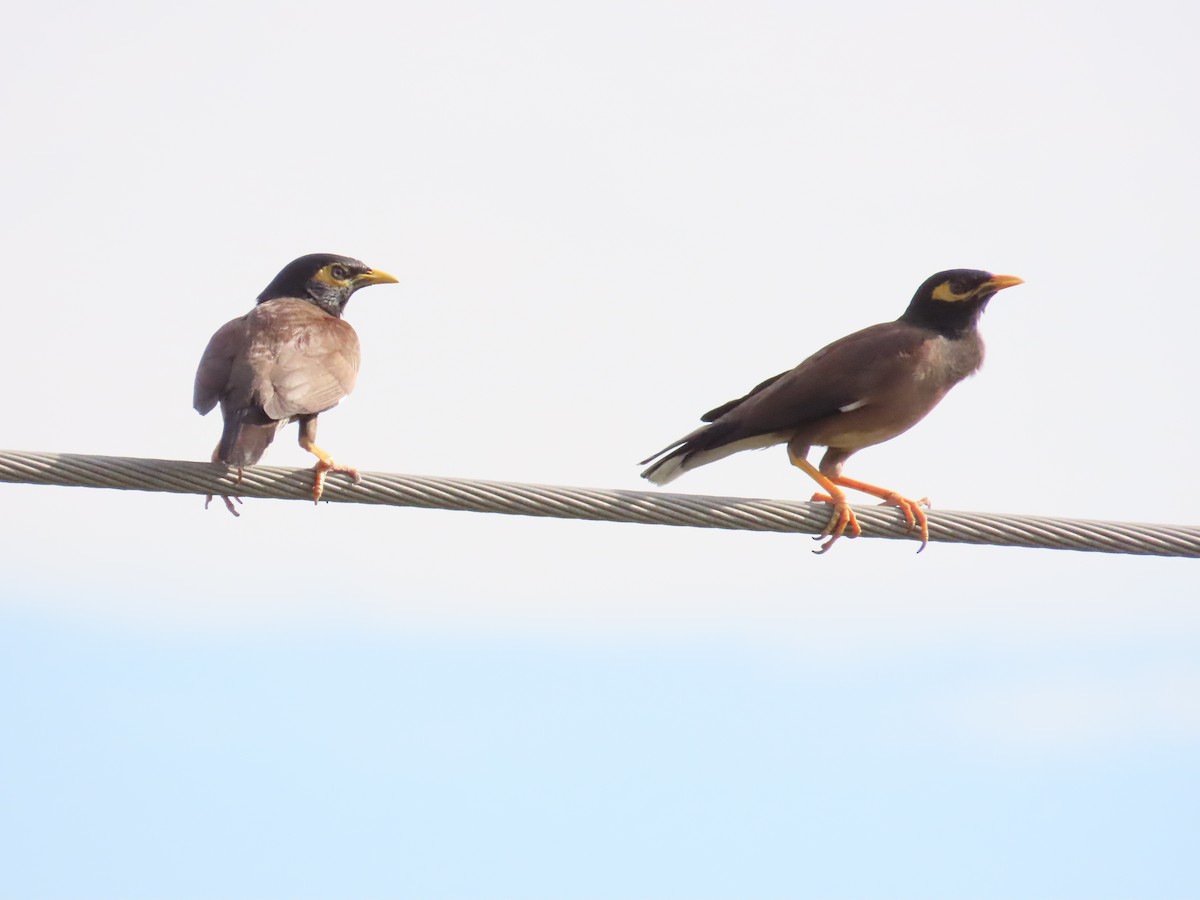 Common Myna - ML624114733