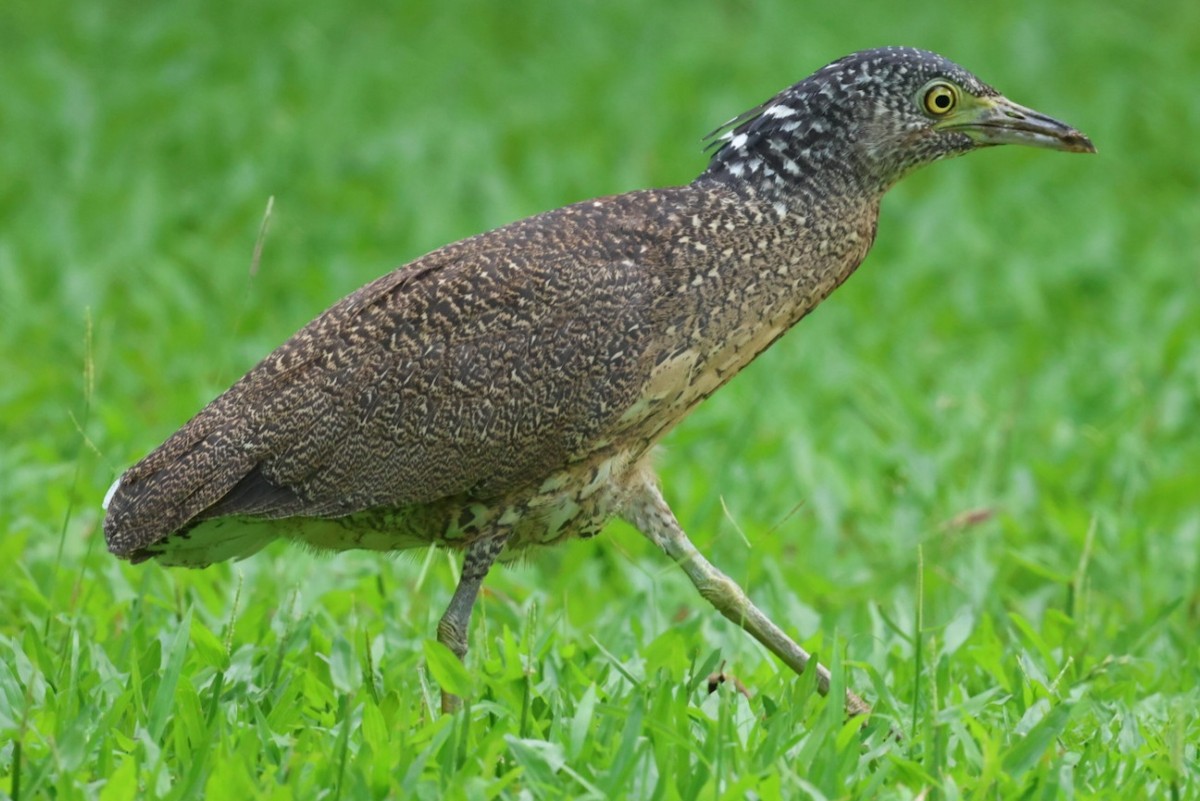 Malayan Night Heron - ML624114738