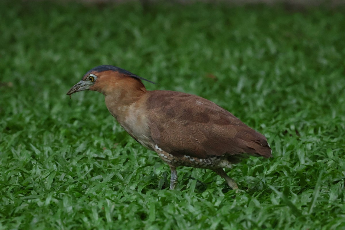 Malayan Night Heron - ML624114739