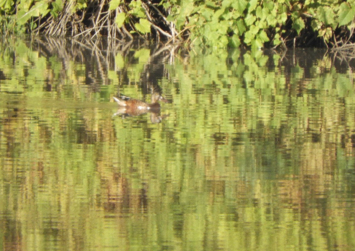 Northern Shoveler - ML624114741