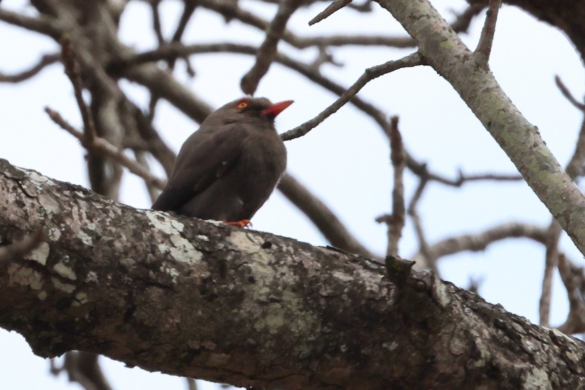 Retz's Helmetshrike - ML624114743