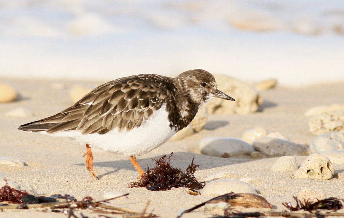 Ruddy Turnstone - ML624114753