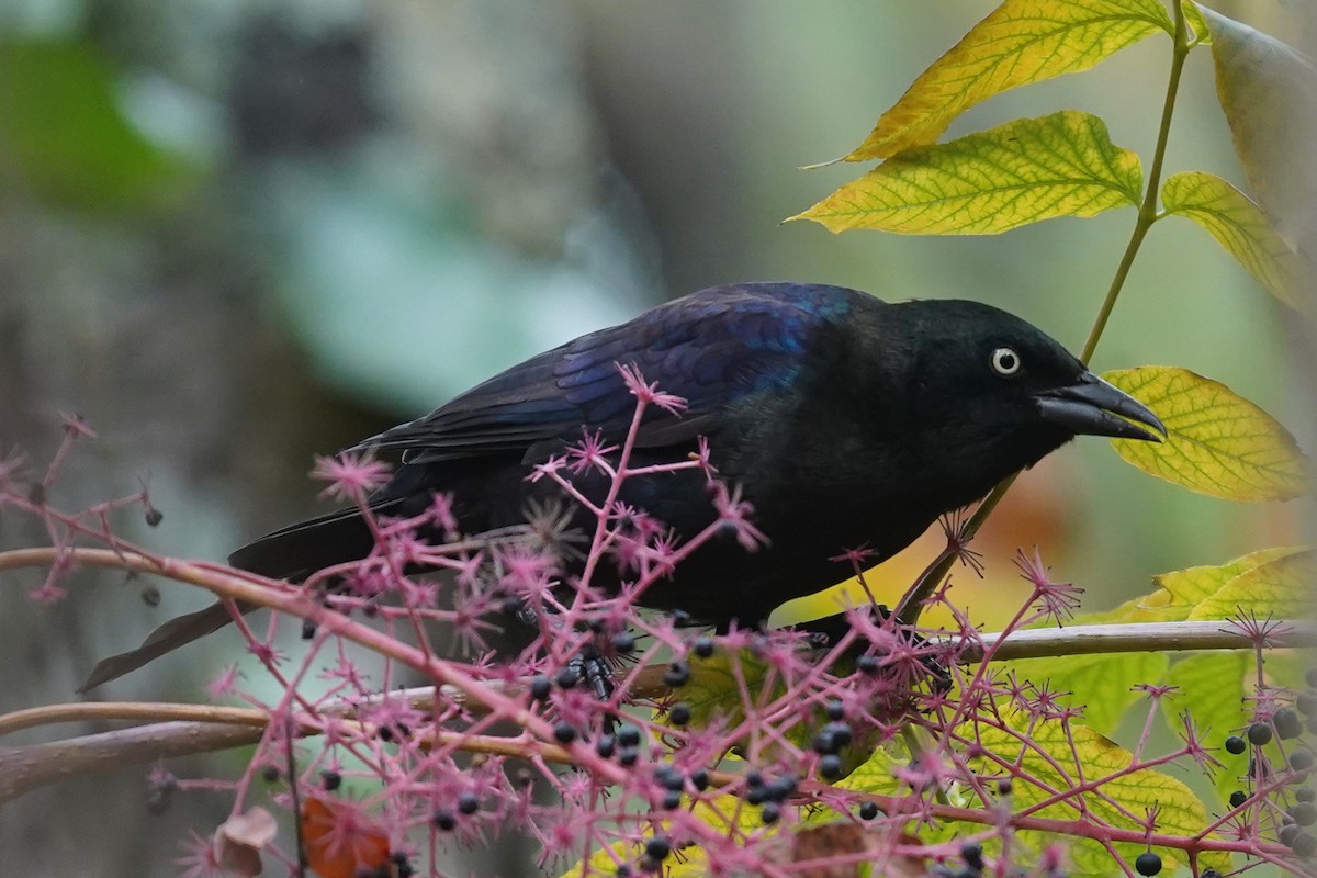Common Grackle - ML624114754