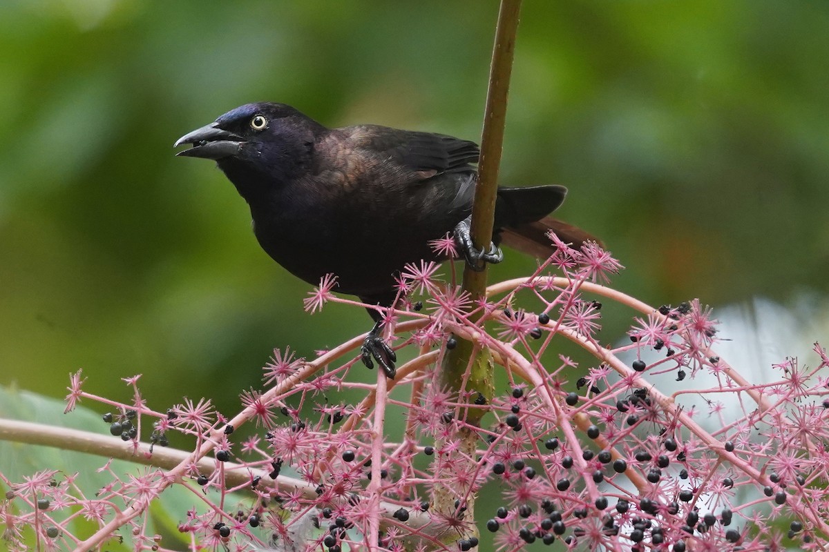 Common Grackle - ML624114756