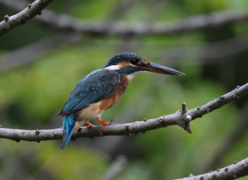 Common Kingfisher - ML624114759