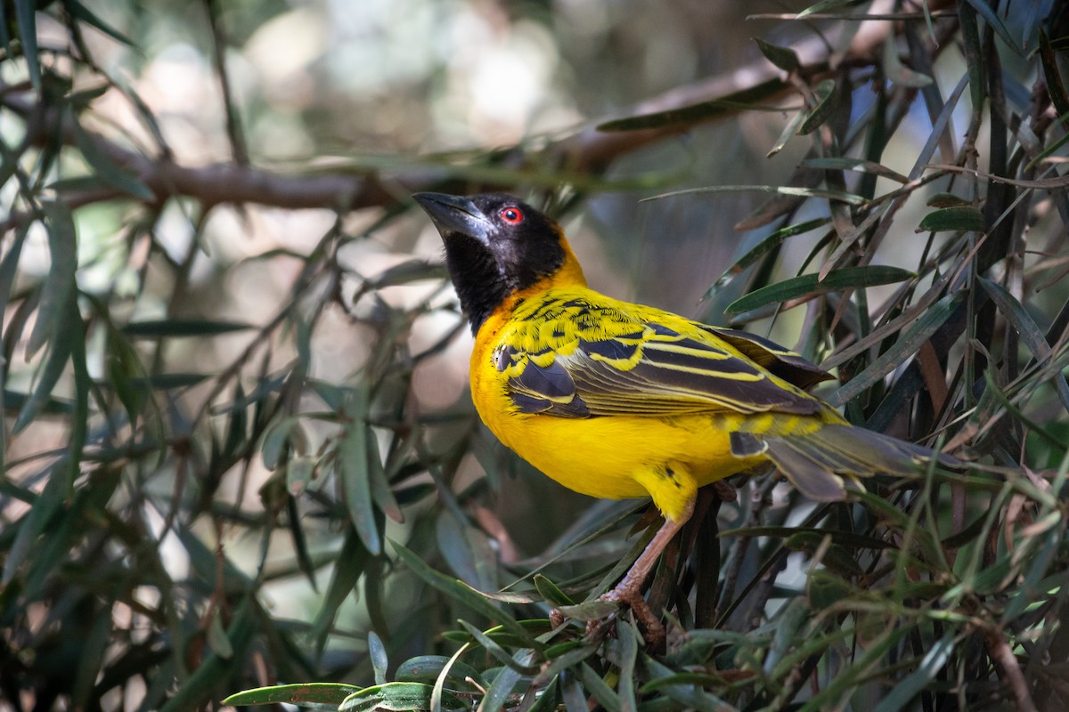 Village Weaver (Black-headed) - ML624114774