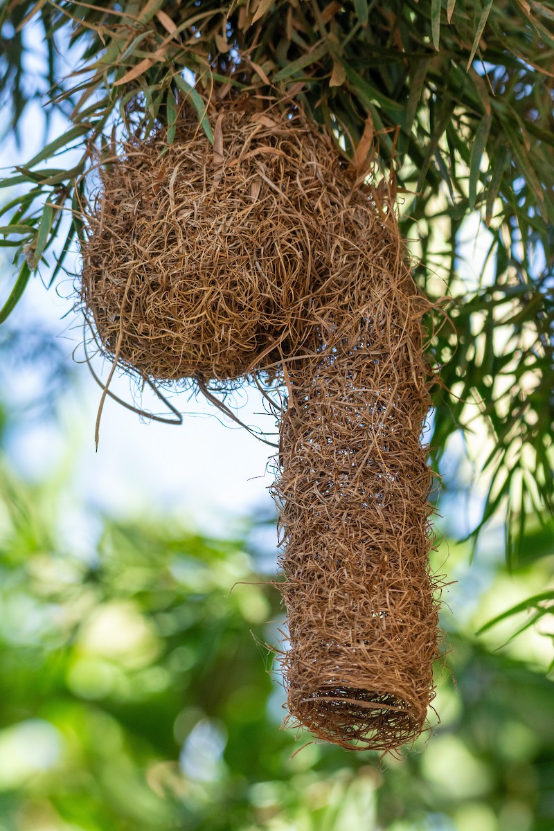 Village Weaver (Black-headed) - ML624114775