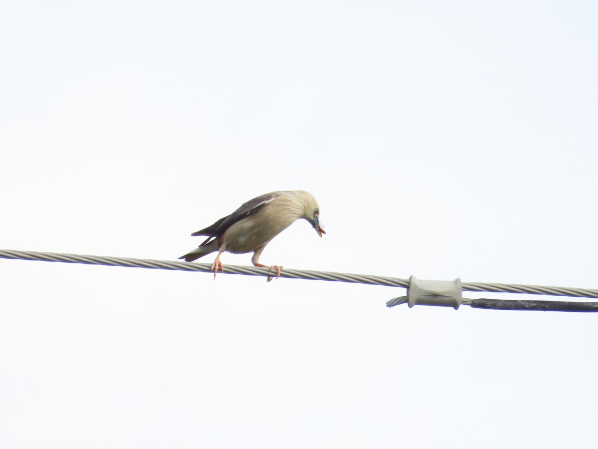 Chestnut-tailed Starling - ML624114776