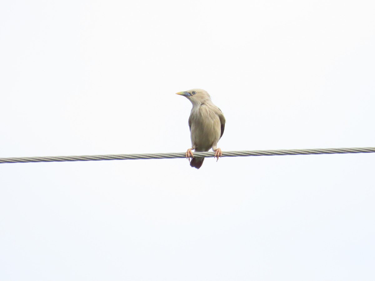 Chestnut-tailed Starling - ML624114777