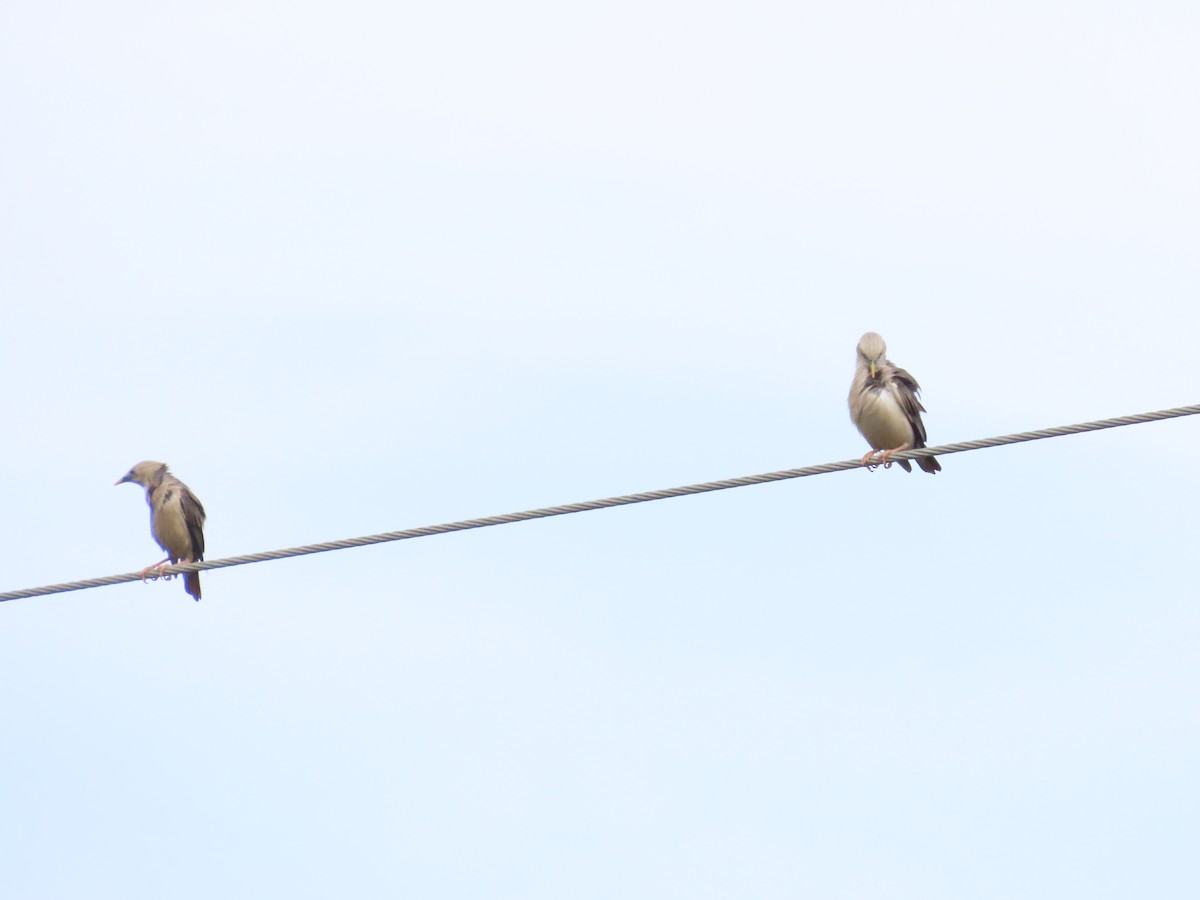 Chestnut-tailed Starling - ML624114778