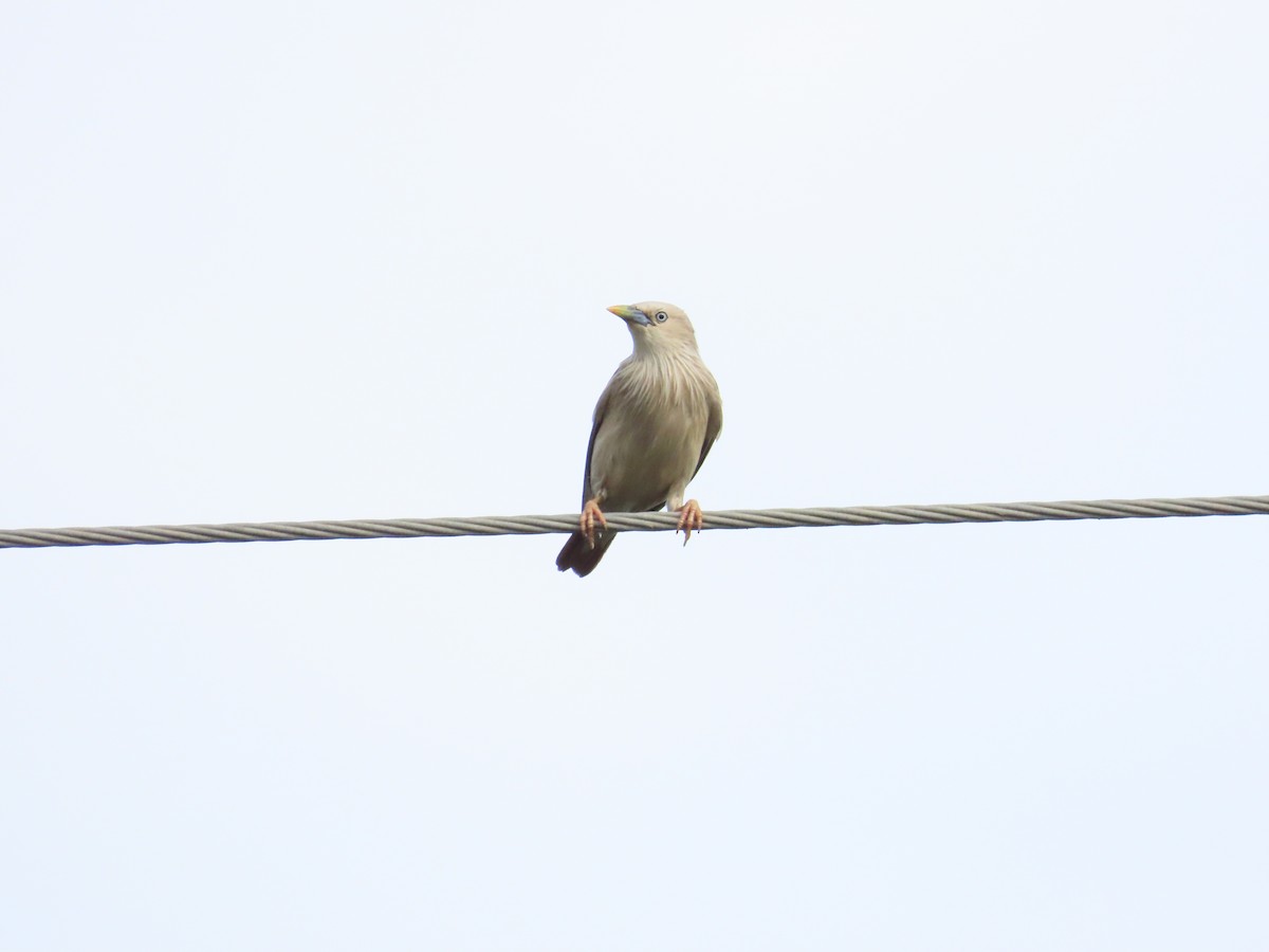 Chestnut-tailed Starling - ML624114779