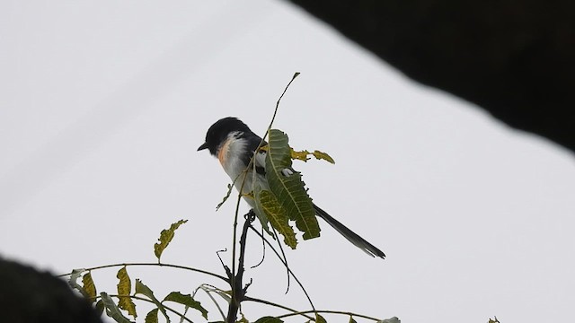White-bellied Minivet - ML624114782