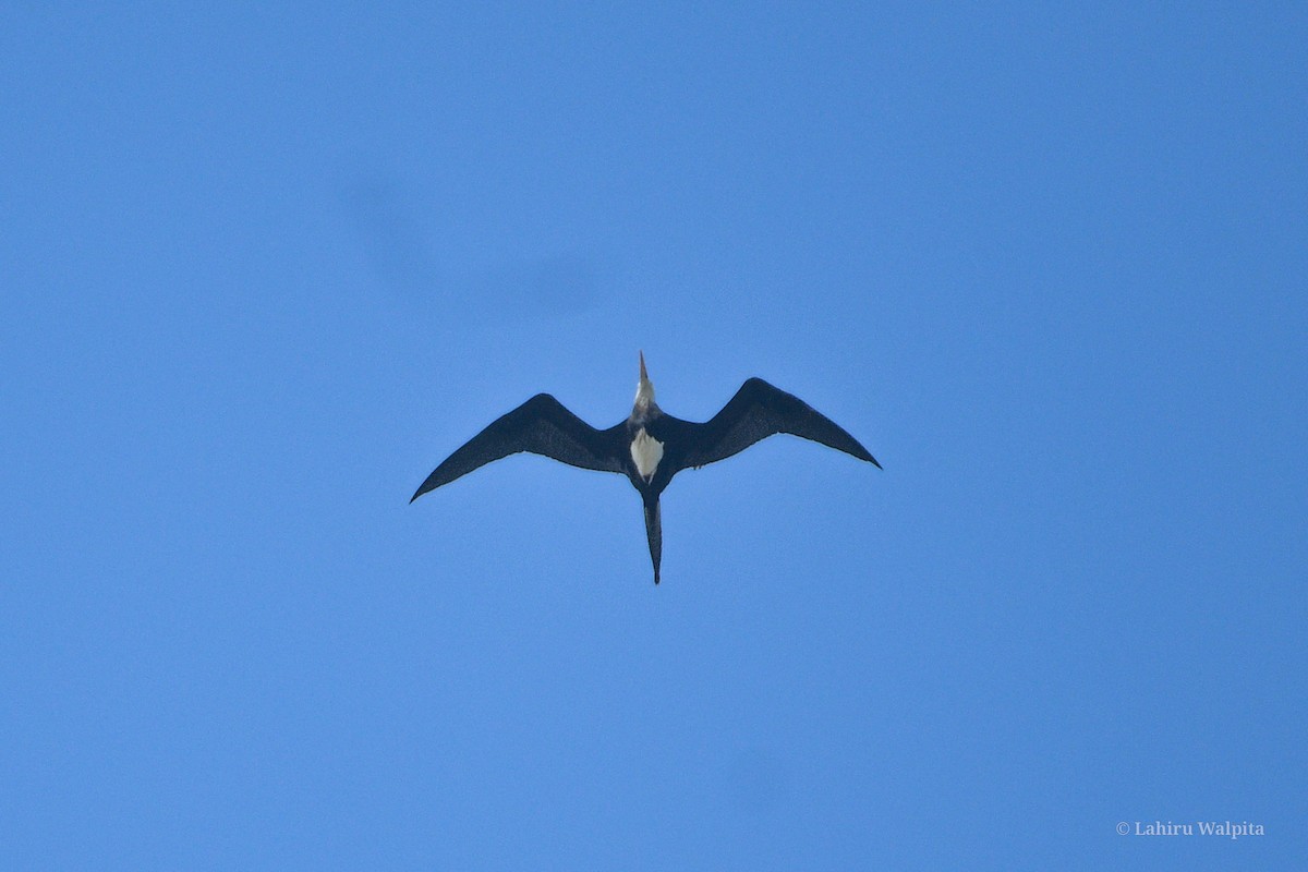 Great Frigatebird - ML624114784