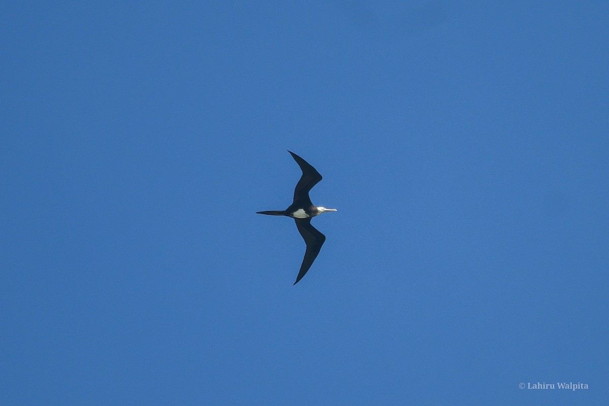 Great Frigatebird - ML624114785