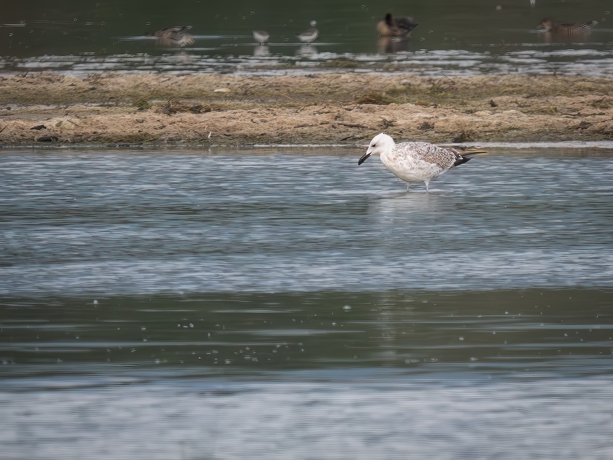 Caspian Gull - ML624114786
