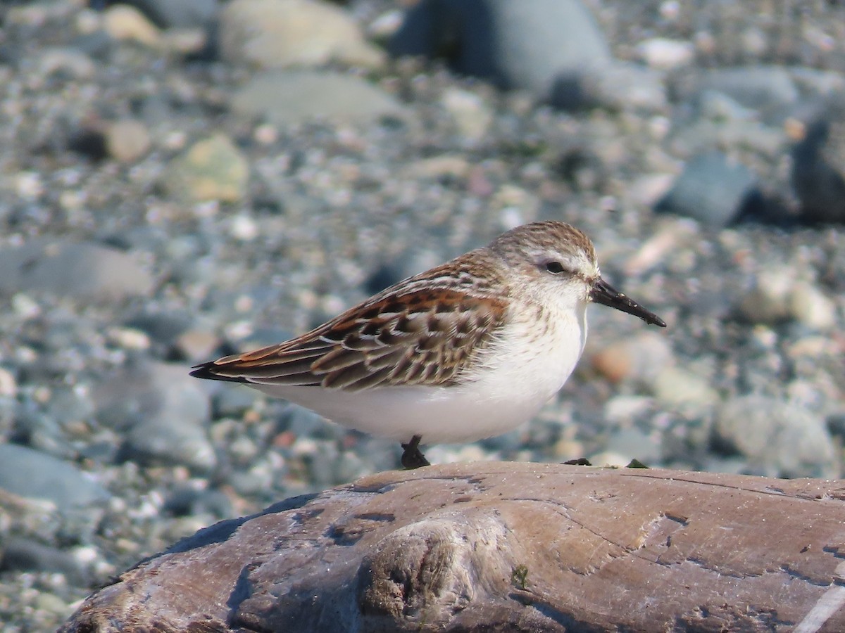 Bergstrandläufer - ML624114800