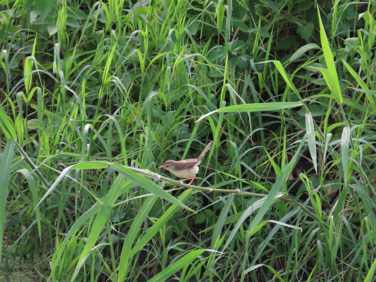 Plain Prinia - 韋勳 陳