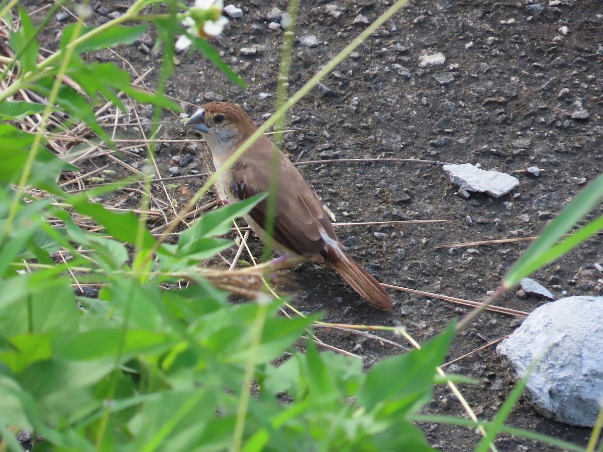 Indian Silverbill - 韋勳 陳