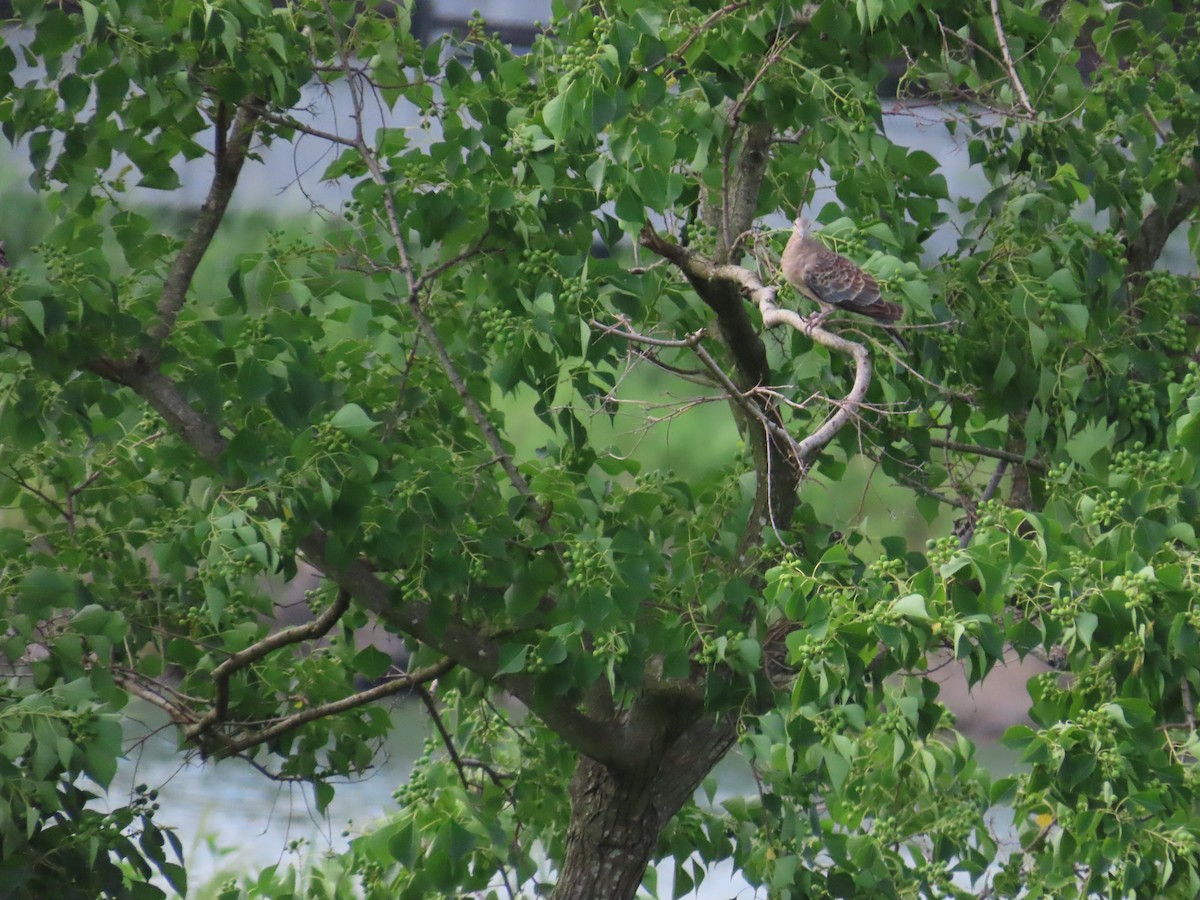 Oriental Turtle-Dove - 韋勳 陳