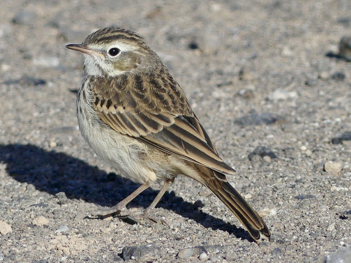 Berthelot's Pipit - ML624114832