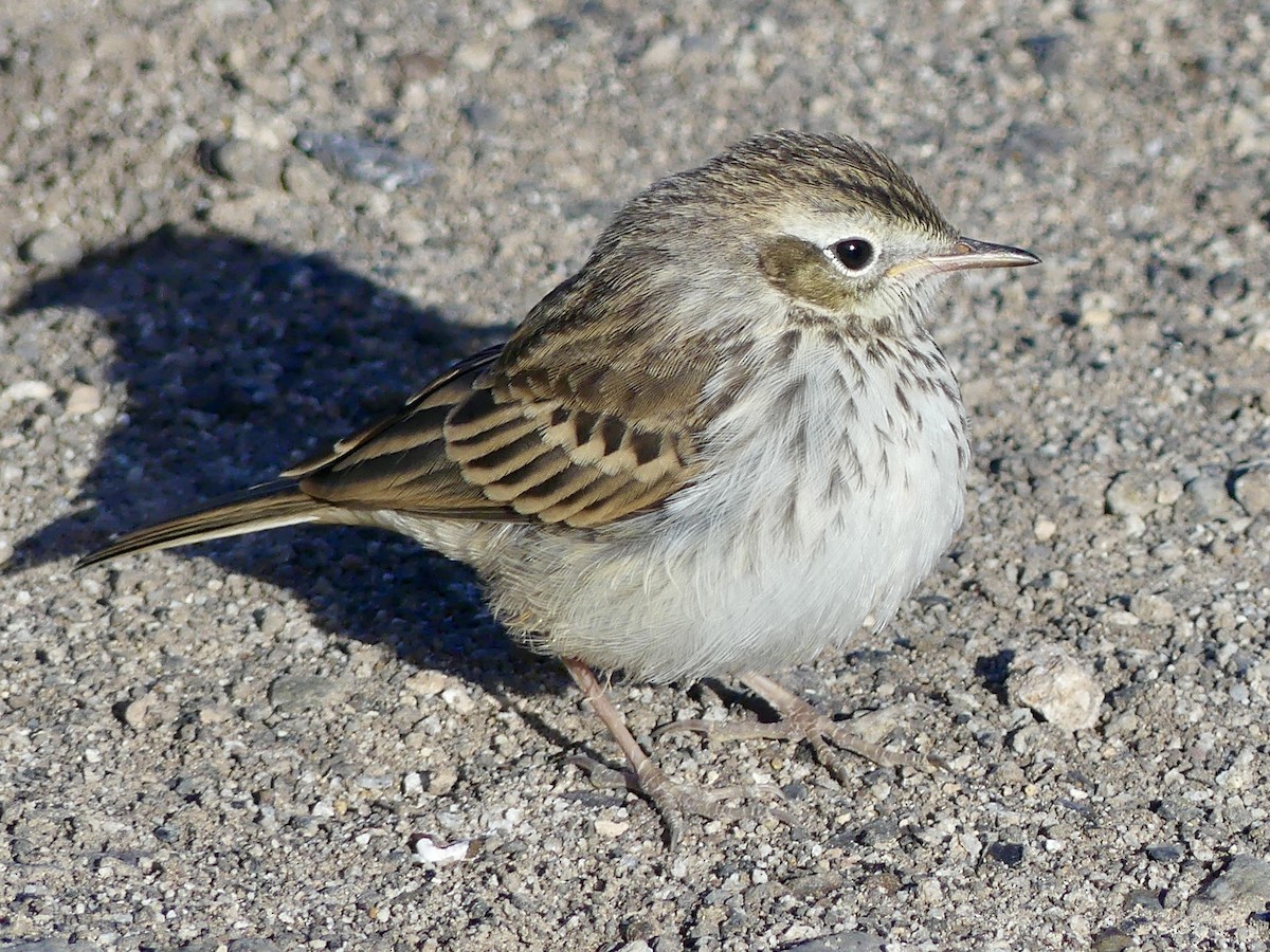 Berthelot's Pipit - ML624114833