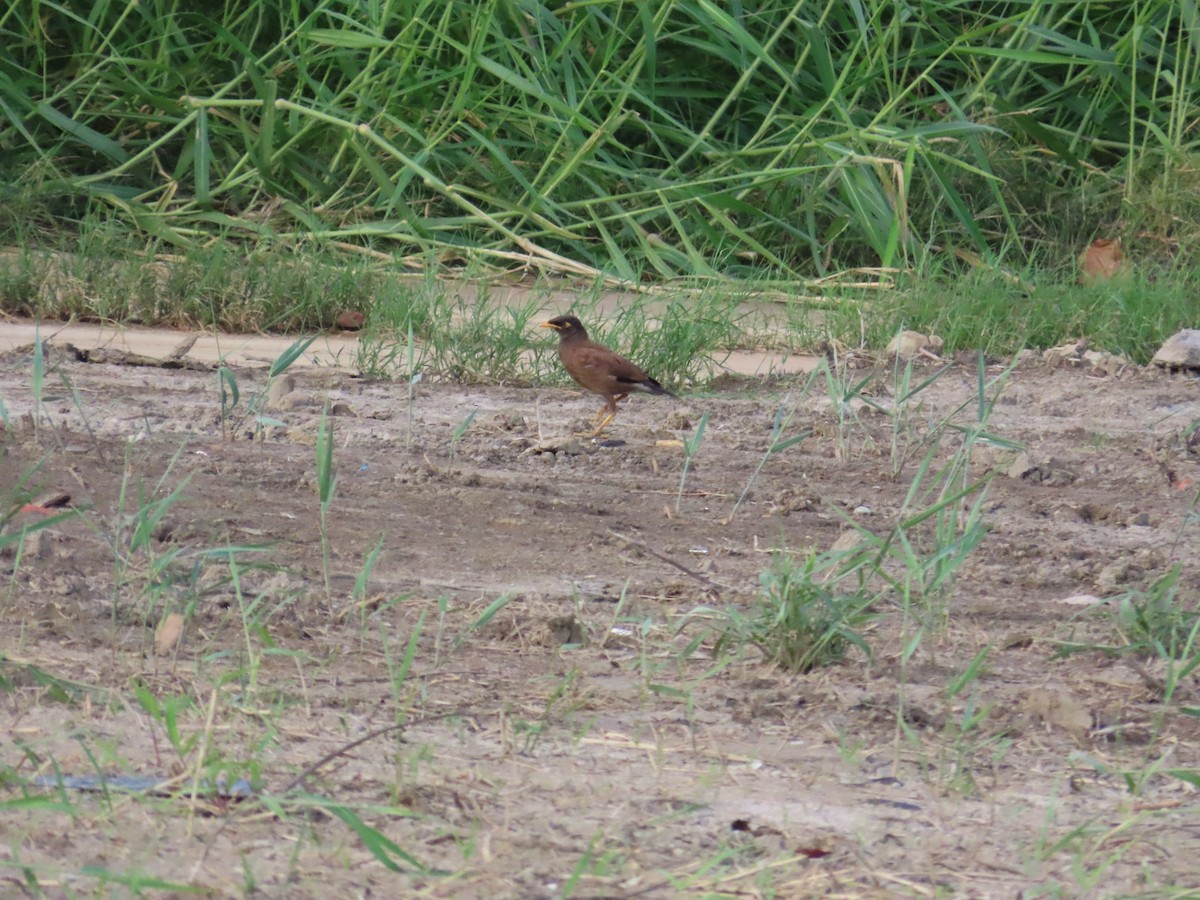 Common Myna - 韋勳 陳