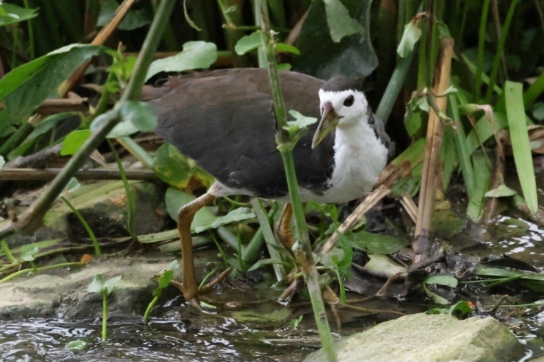 White-breasted Waterhen - ML624114873