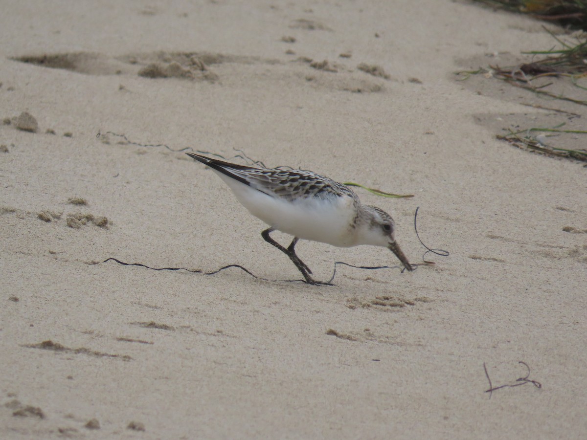 Sanderling - ML624114895