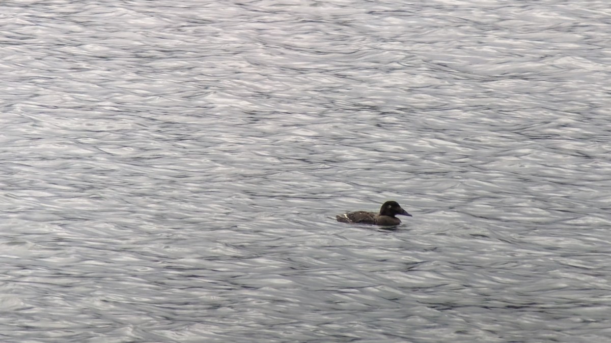 White-winged Scoter - ML624114902