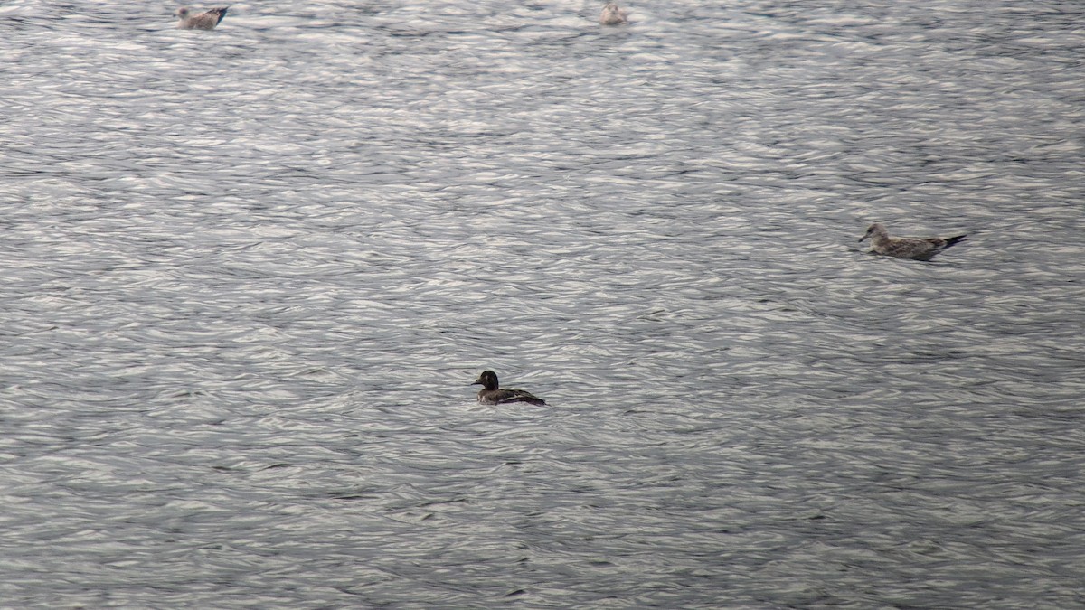 White-winged Scoter - ML624114903