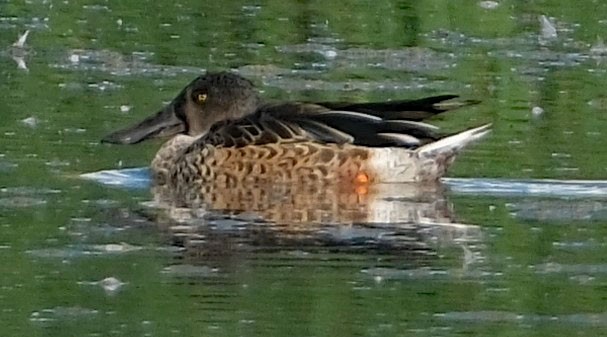 Northern Shoveler - ML624114921