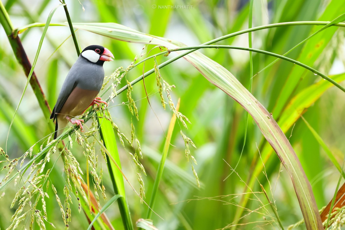 Java Sparrow - ML624114927