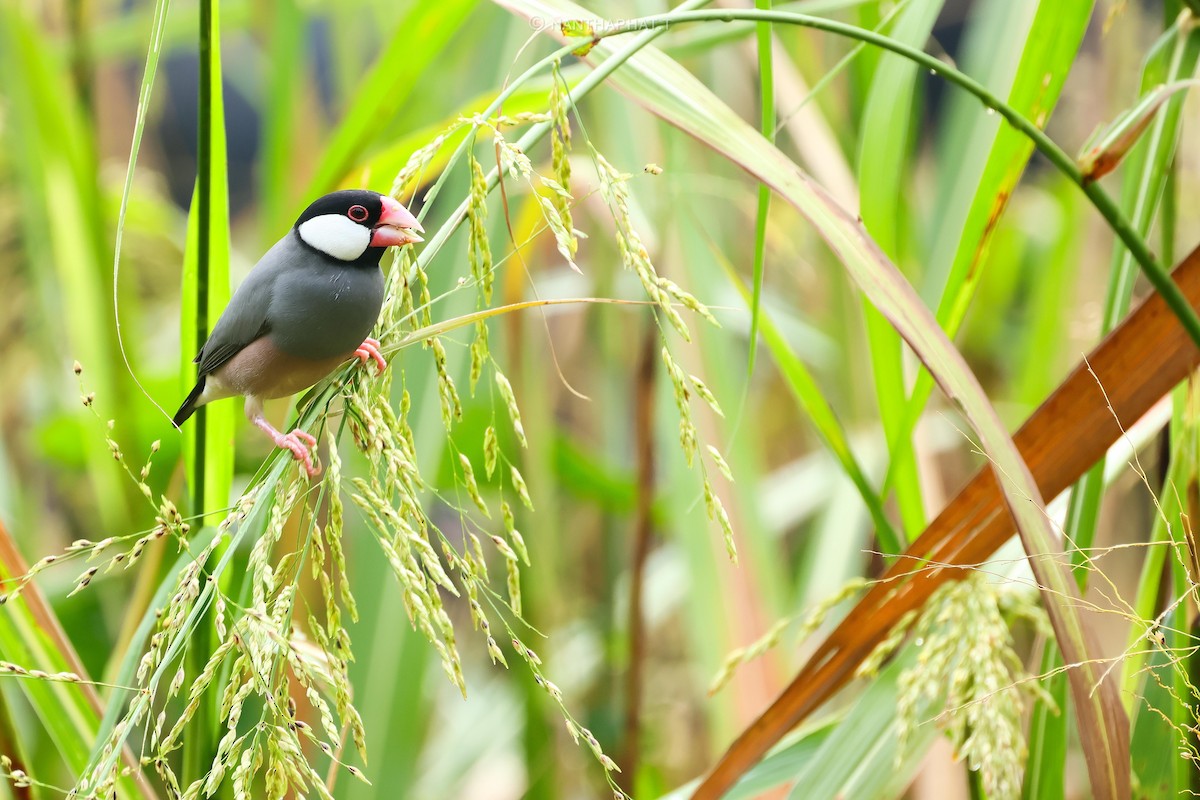 Java Sparrow - ML624114928