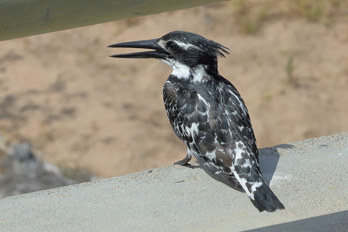 Pied Kingfisher - David Disher