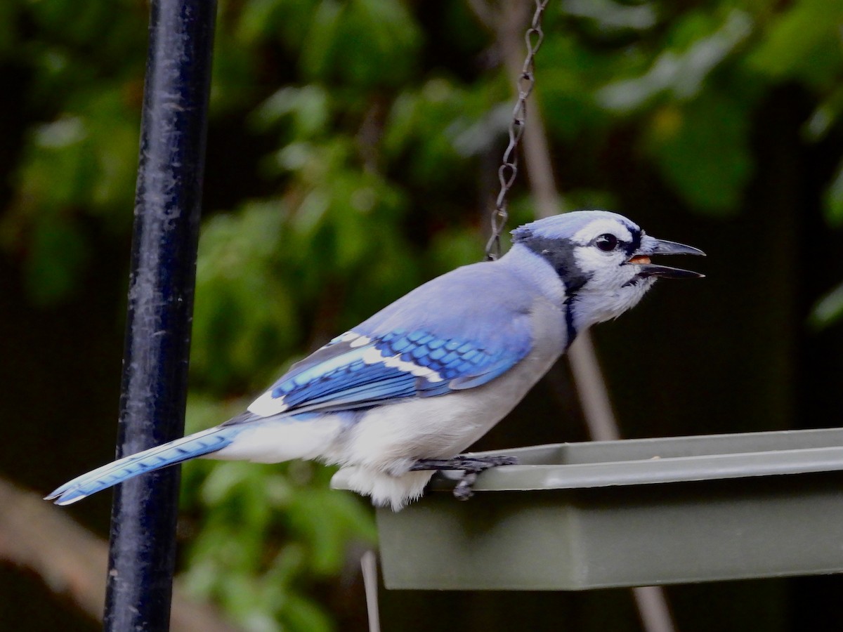 Blue Jay - ML624114981