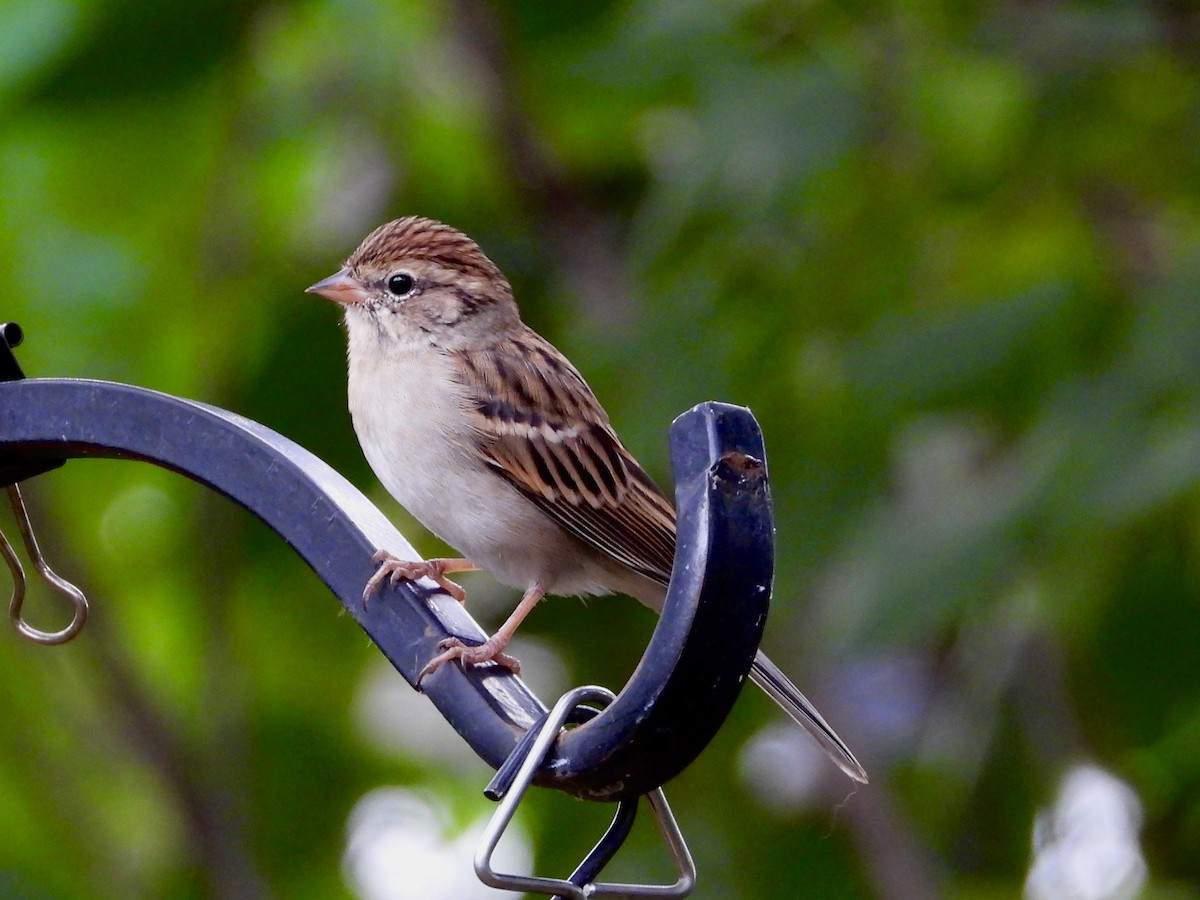 Chipping Sparrow - ML624114982