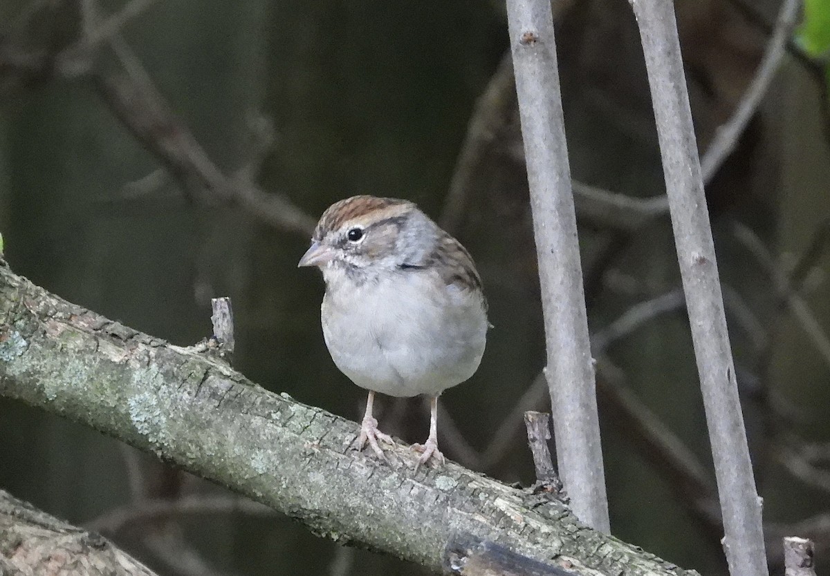 Chipping Sparrow - ML624114983