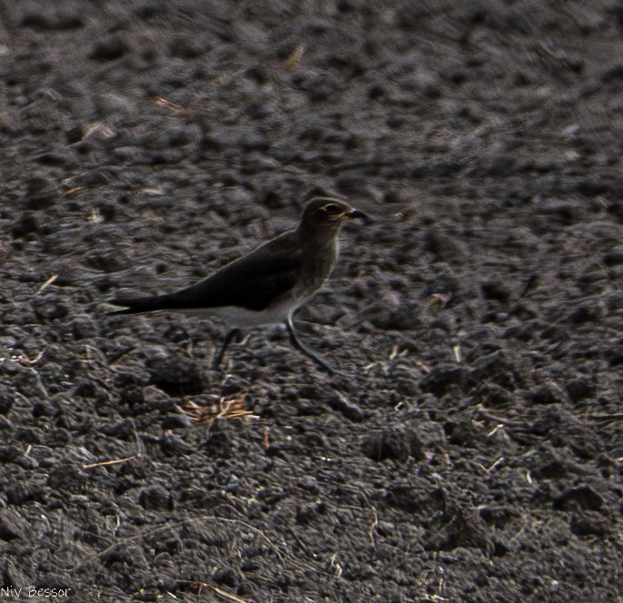 Black-winged Pratincole - ML624114985